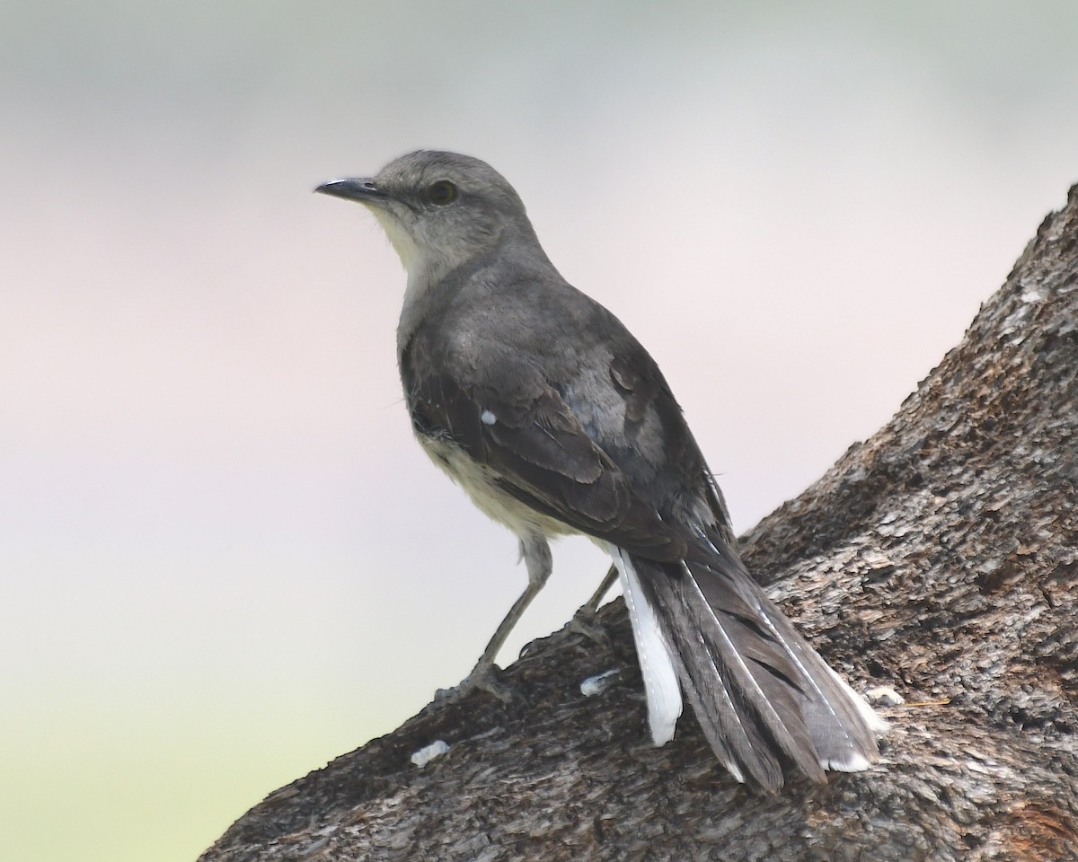 Northern Mockingbird - ML636262511