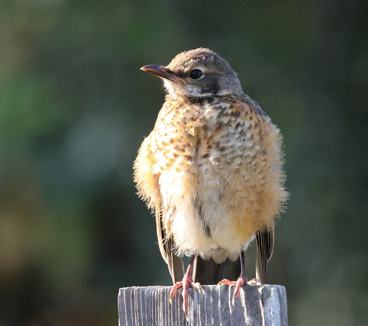 American Robin - ML636262533
