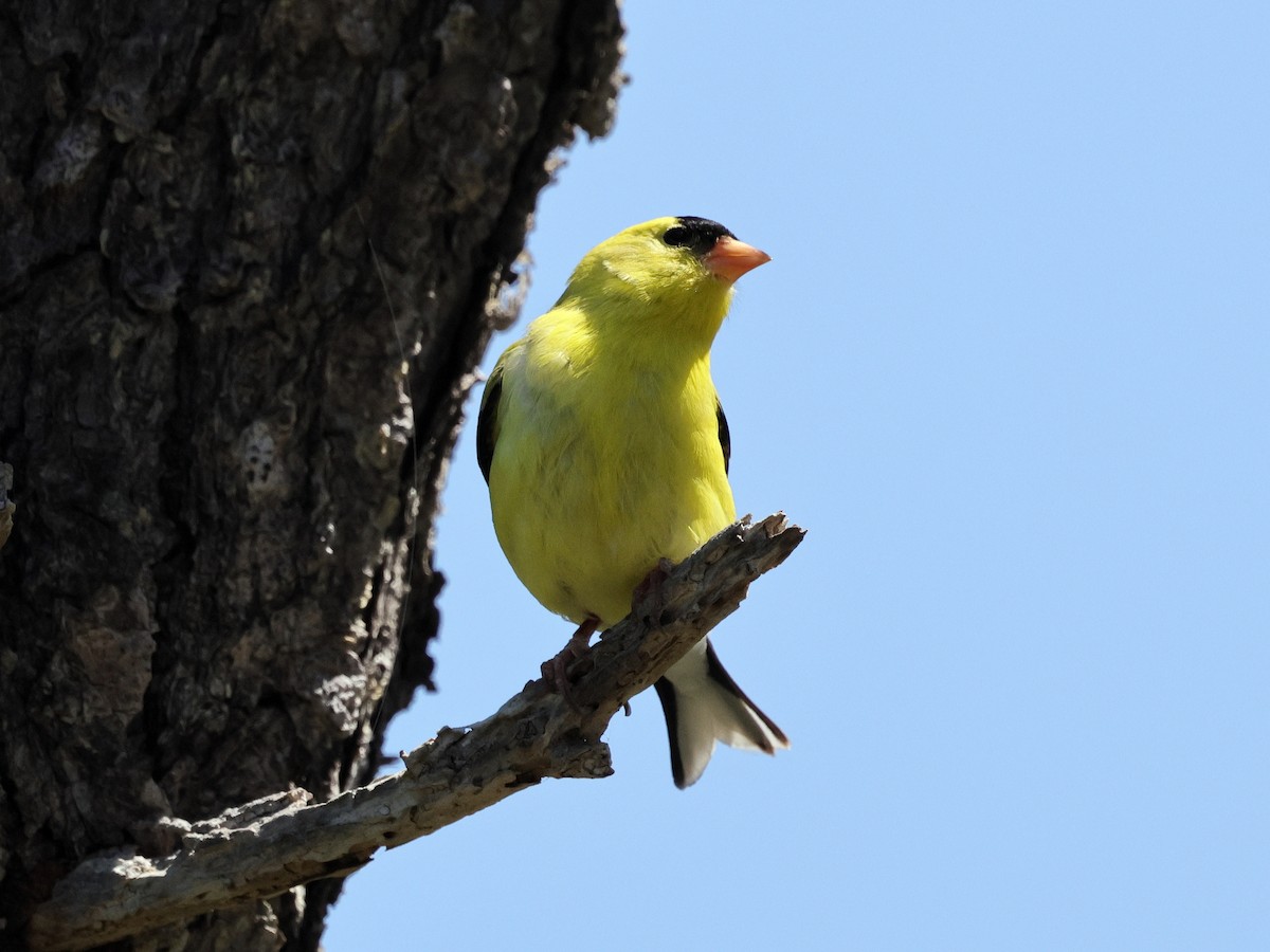 American Goldfinch - ML636262552