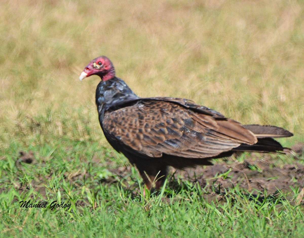 ヒメコンドル - ML636262563