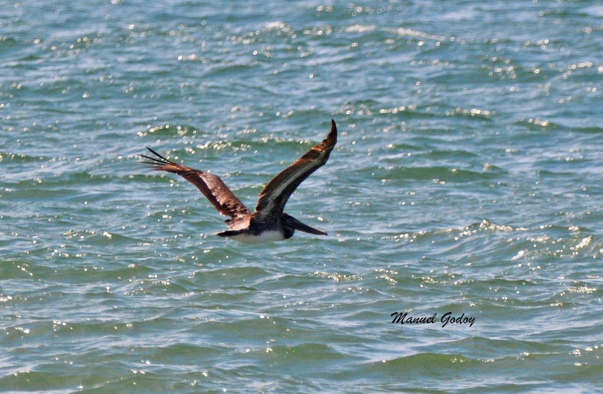 カッショクペリカン - ML636262609