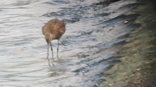 לימוזה אמריקנית - ML636262657
