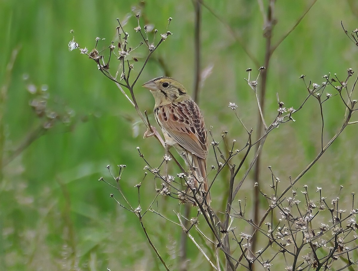 Henslow's Sparrow - ML636262689