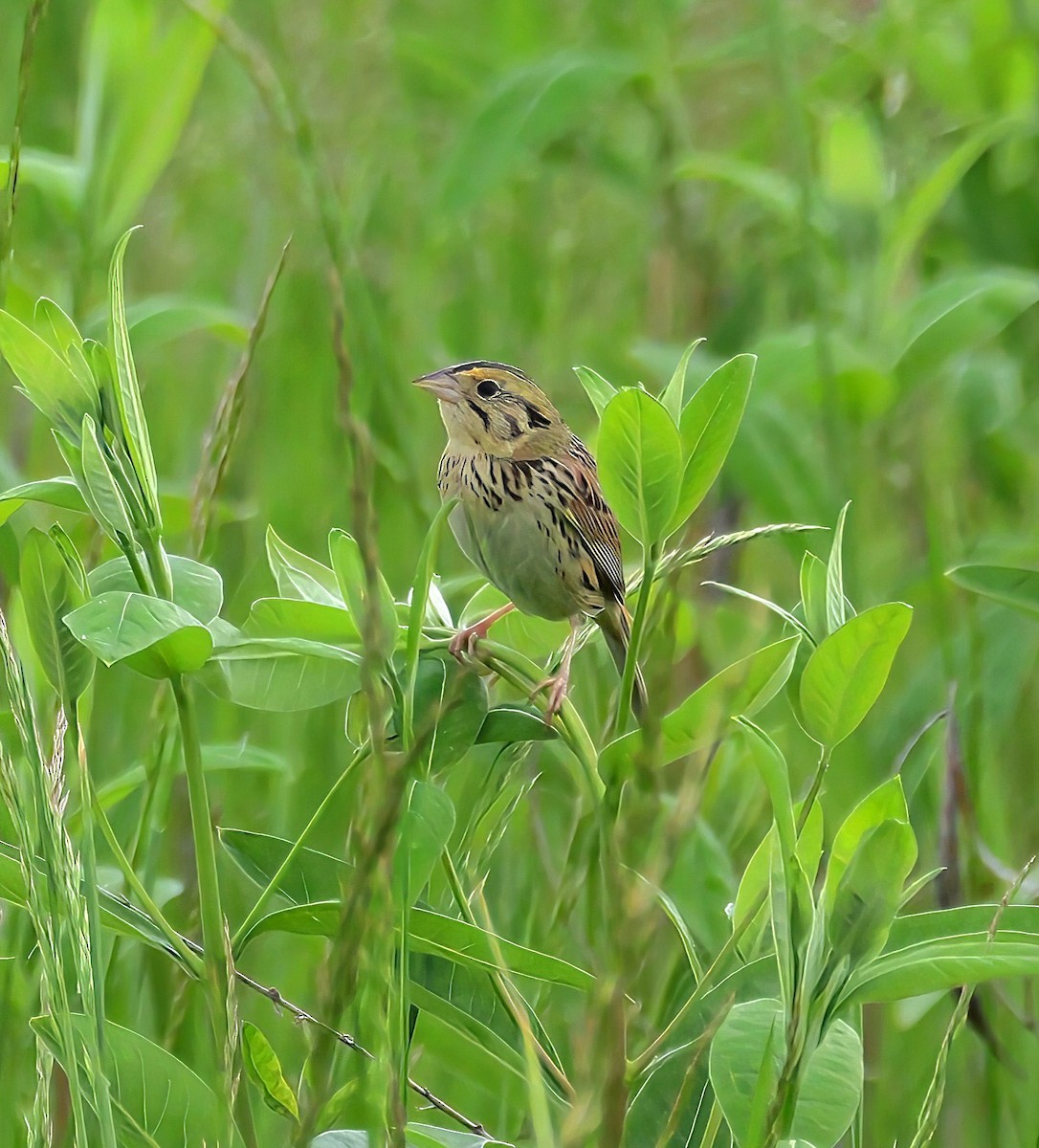 Henslow's Sparrow - ML636262690