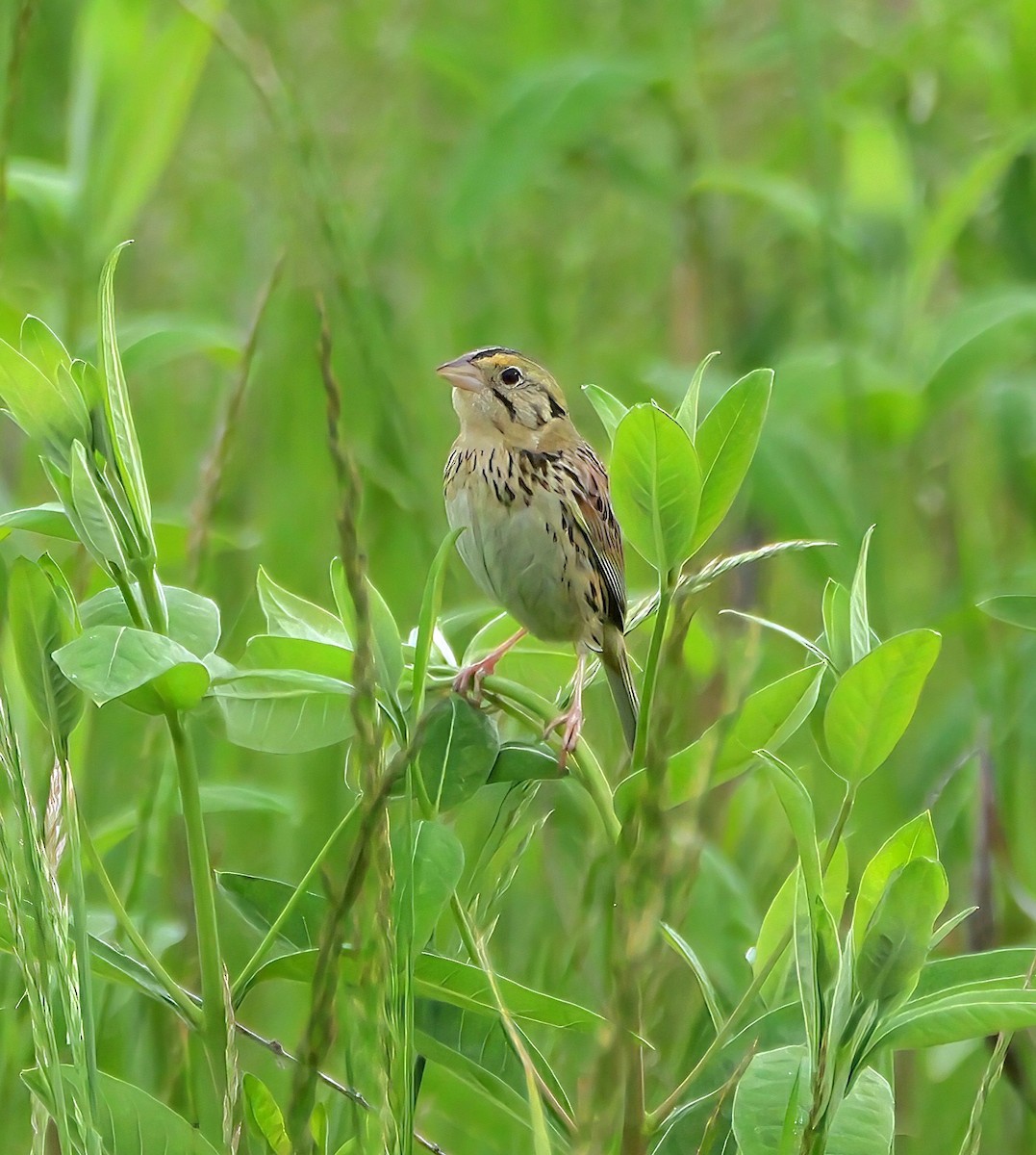 Henslow's Sparrow - ML636262691