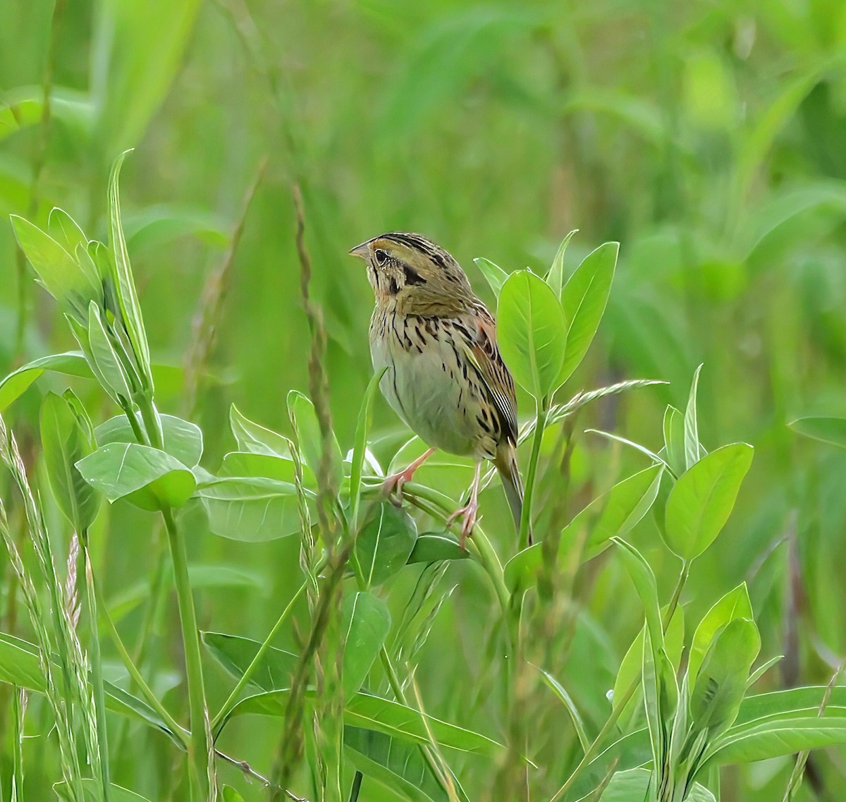 Henslow's Sparrow - ML636262692