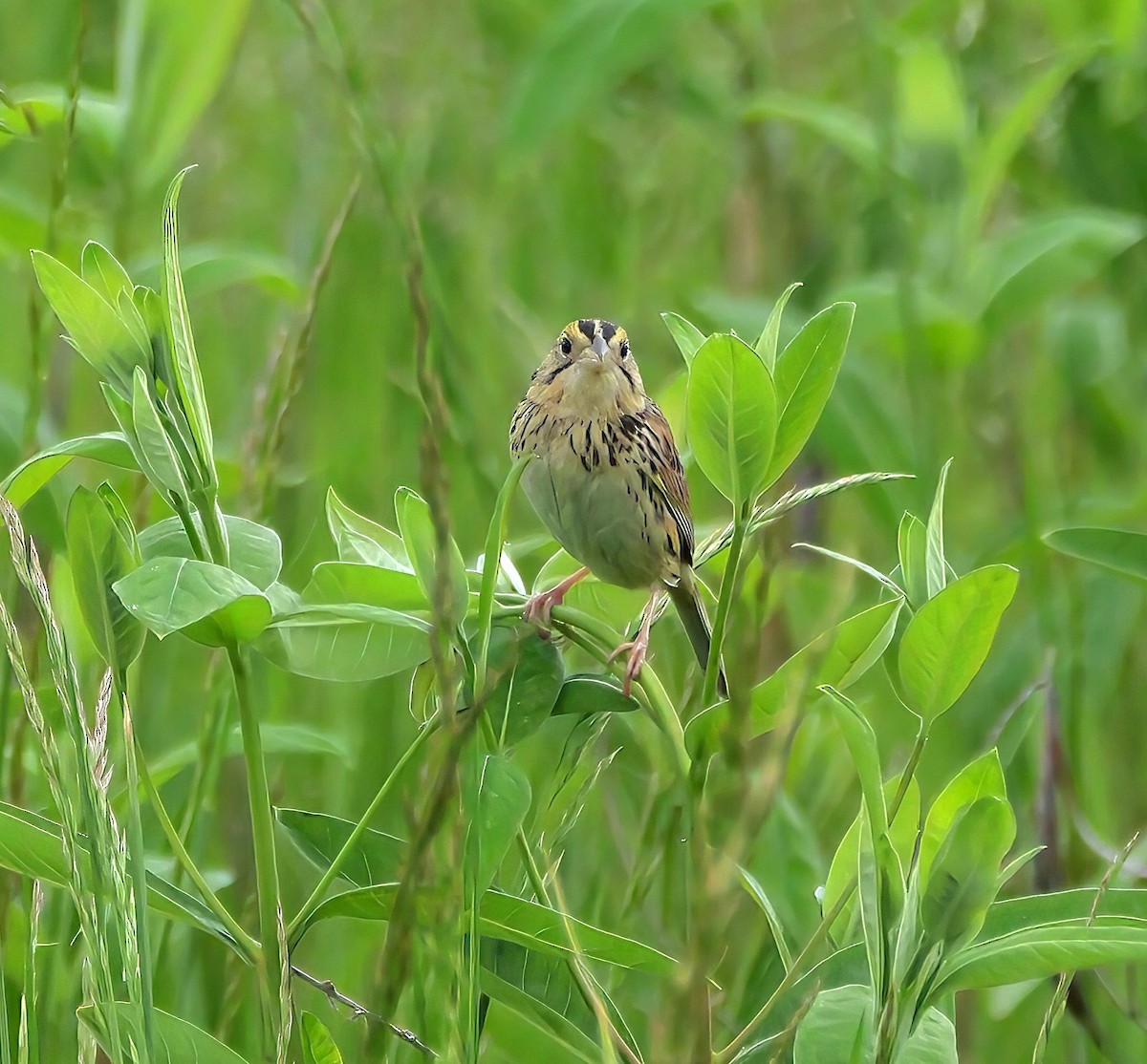 Henslow's Sparrow - ML636262693