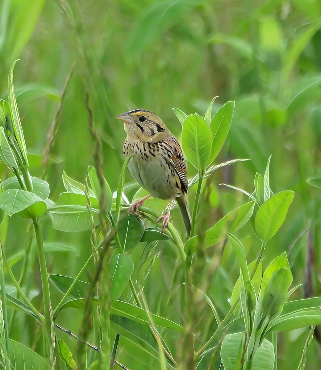 Henslow's Sparrow - ML636262694