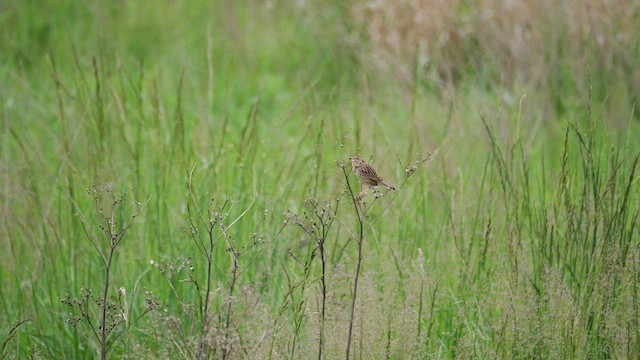 Henslow's Sparrow - ML636262706