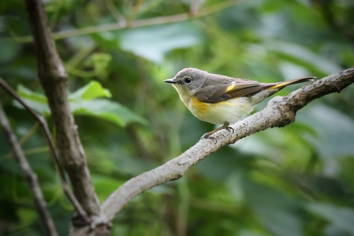 American Redstart - ML636262747