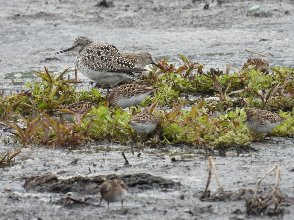 Lesser Yellowlegs - ML636262919