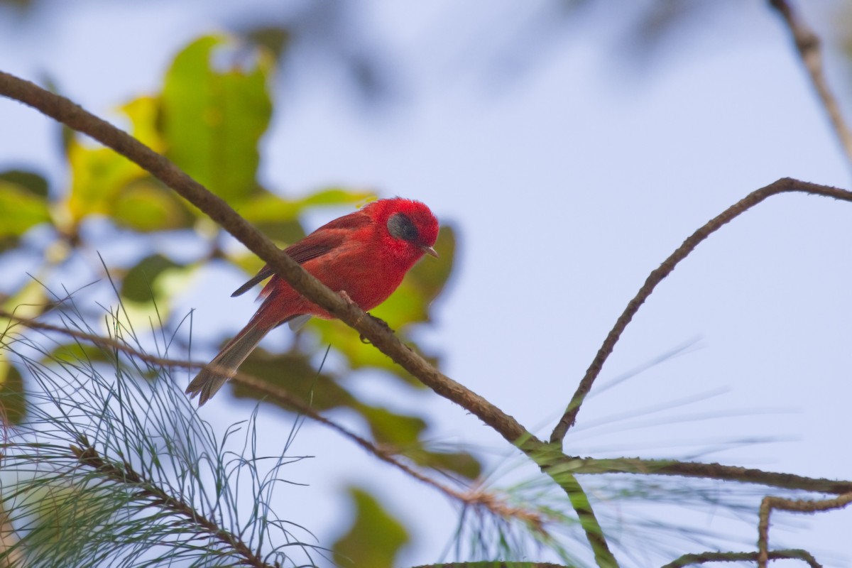 Red Warbler (Gray-cheeked) - Michel Gutierrez