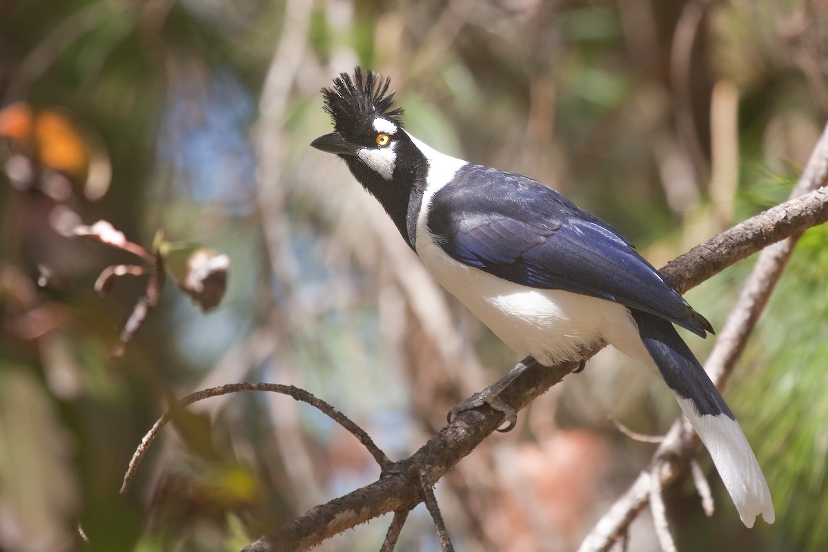 Tufted Jay - ML636262994