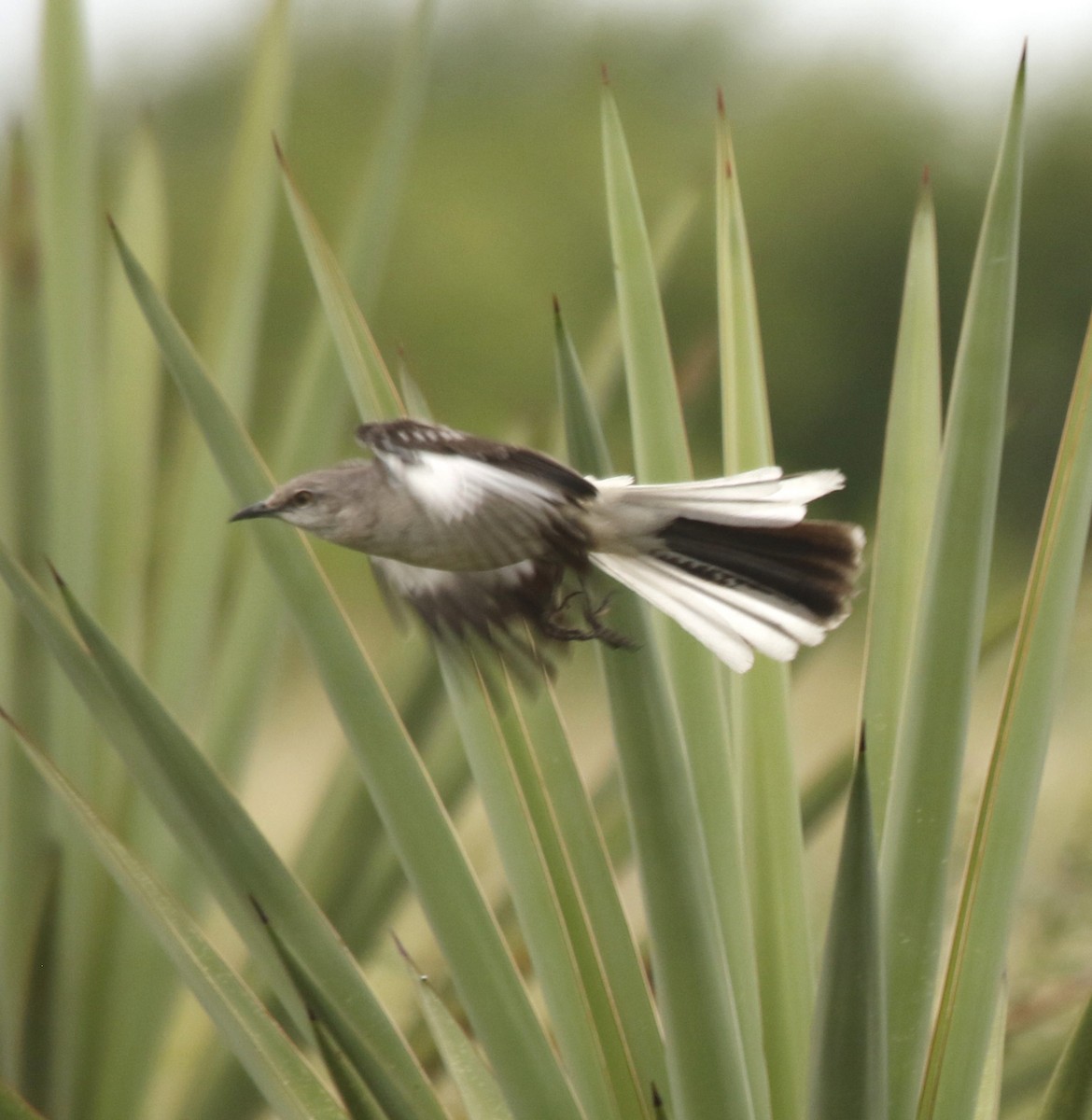 Northern Mockingbird - ML636262997