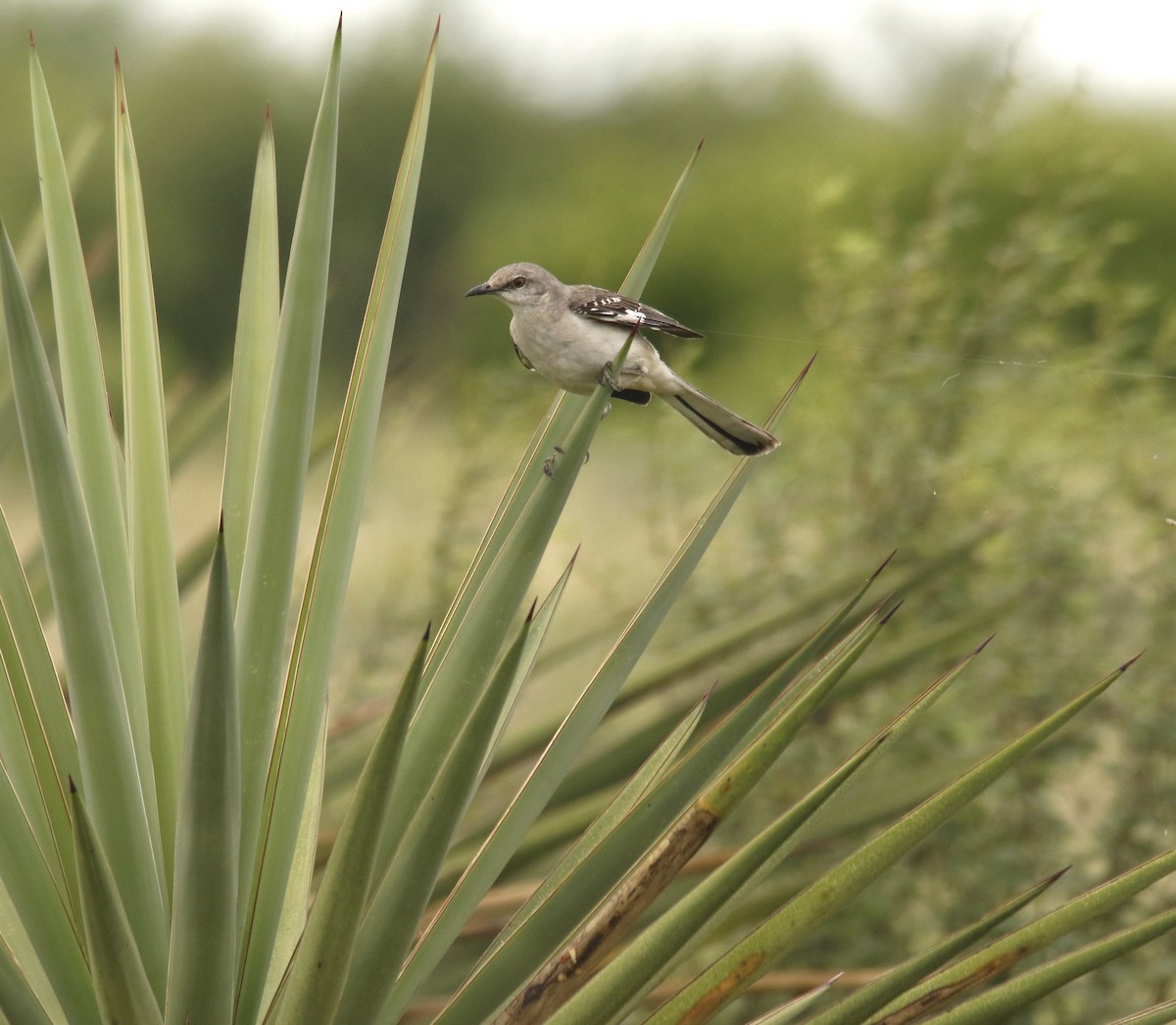 Northern Mockingbird - ML636262998