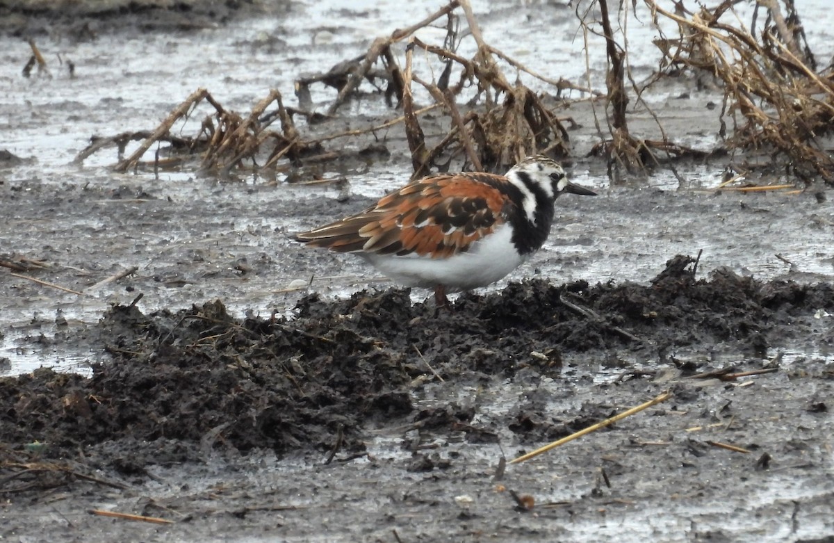 Ruddy Turnstone - ML636263001