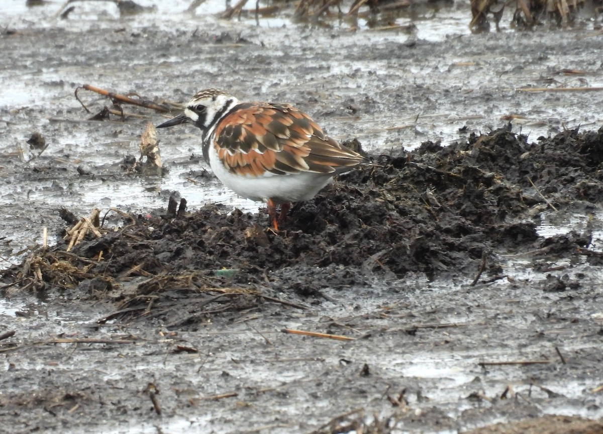 Ruddy Turnstone - ML636263002