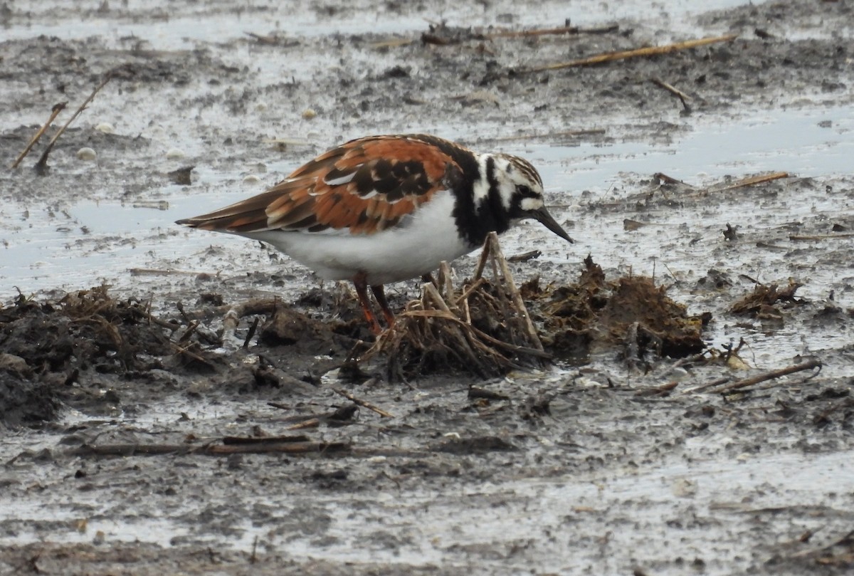 Ruddy Turnstone - ML636263005