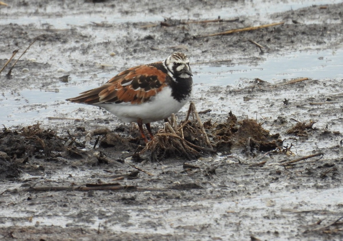 Ruddy Turnstone - ML636263010