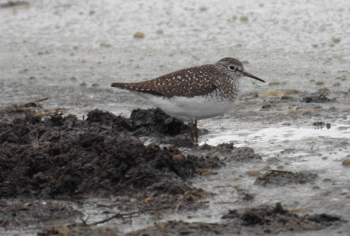 Solitary Sandpiper - ML636263082