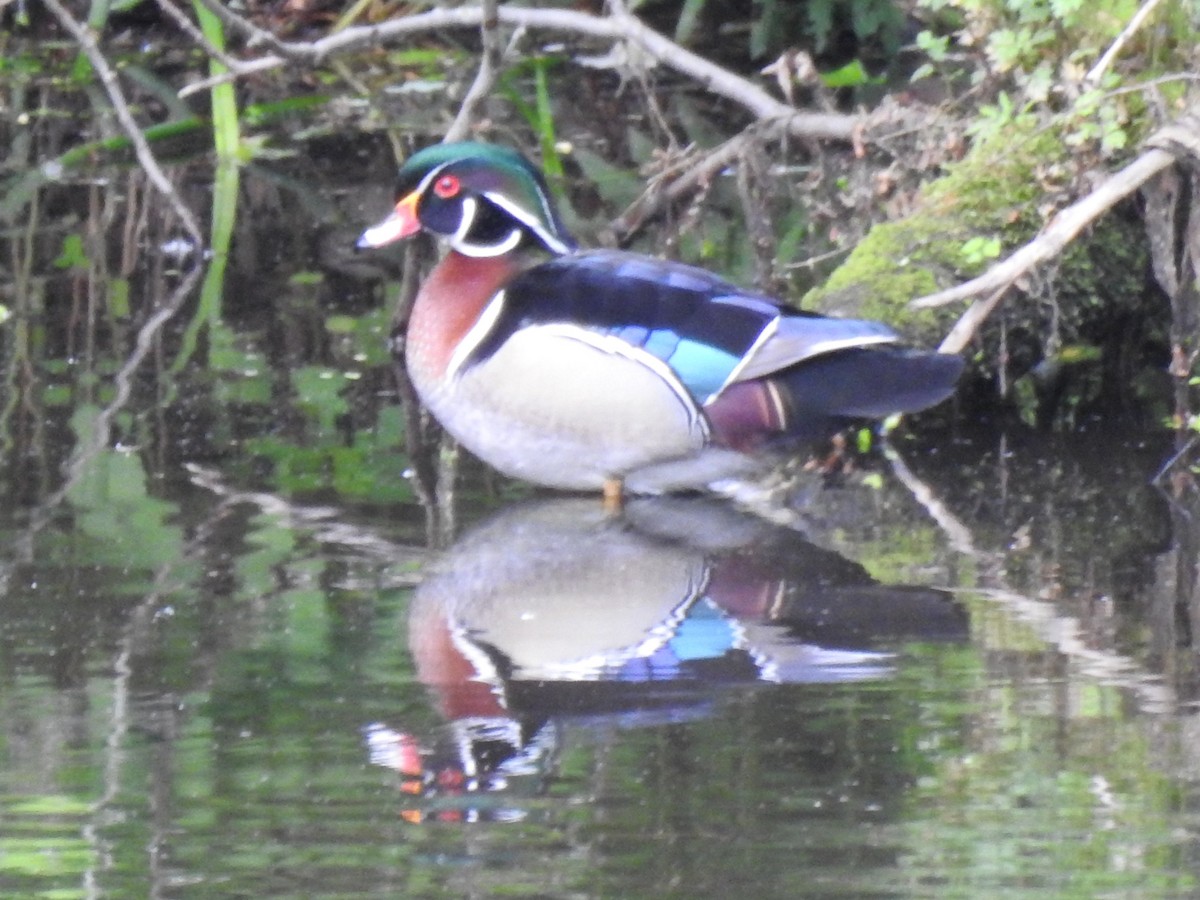 Wood Duck - ML636263113