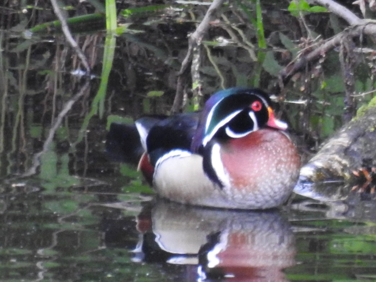 Wood Duck - ML636263114