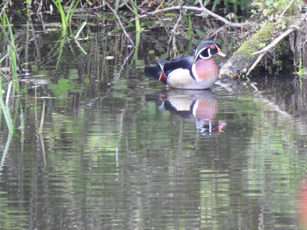 Wood Duck - ML636263115