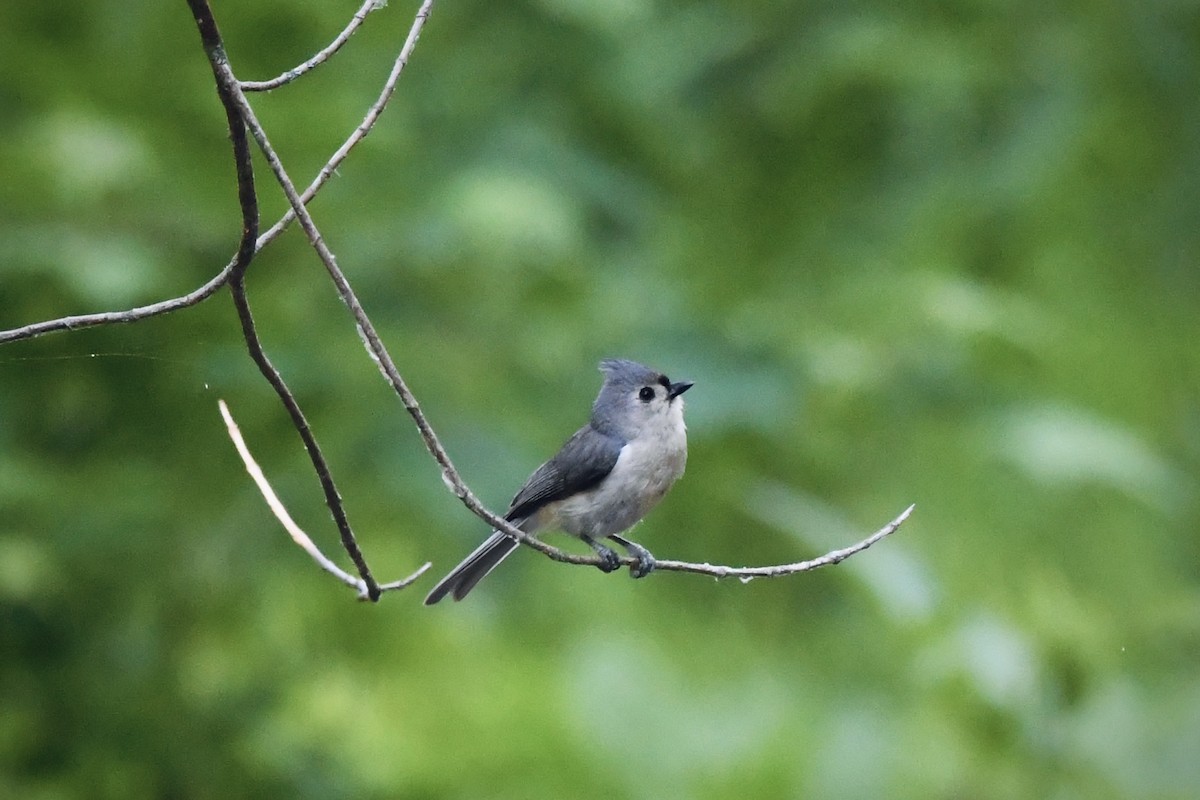 Tufted Titmouse - ML636263117
