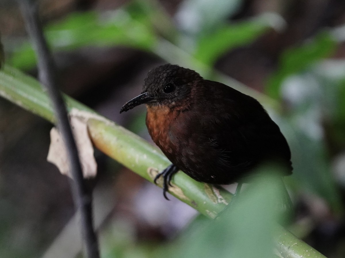 Middle American Leaftosser - ML636263118