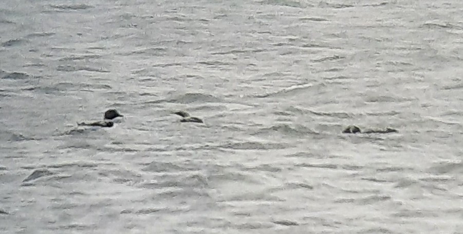 Pacific Loon - ML636263176