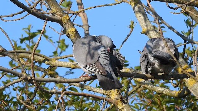 Common Wood-Pigeon - ML636263221