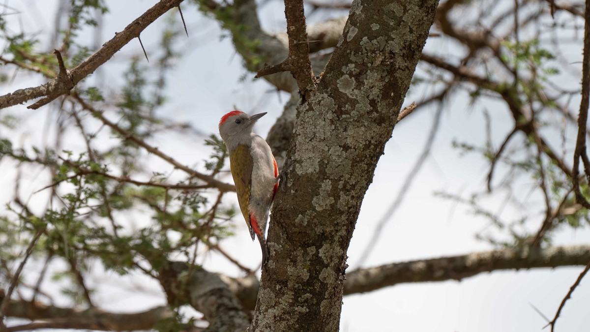 African Gray Woodpecker - ML636263222