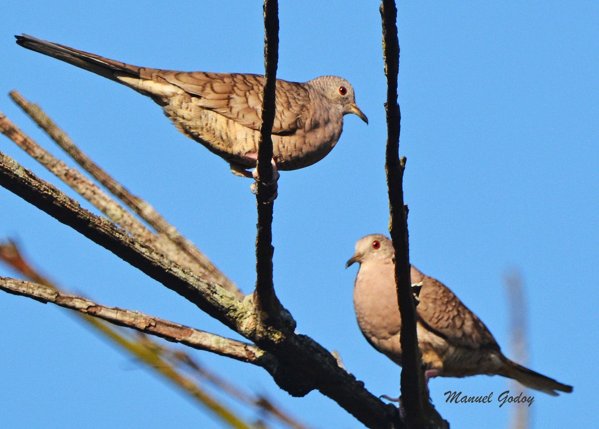 インカバト - ML636263227