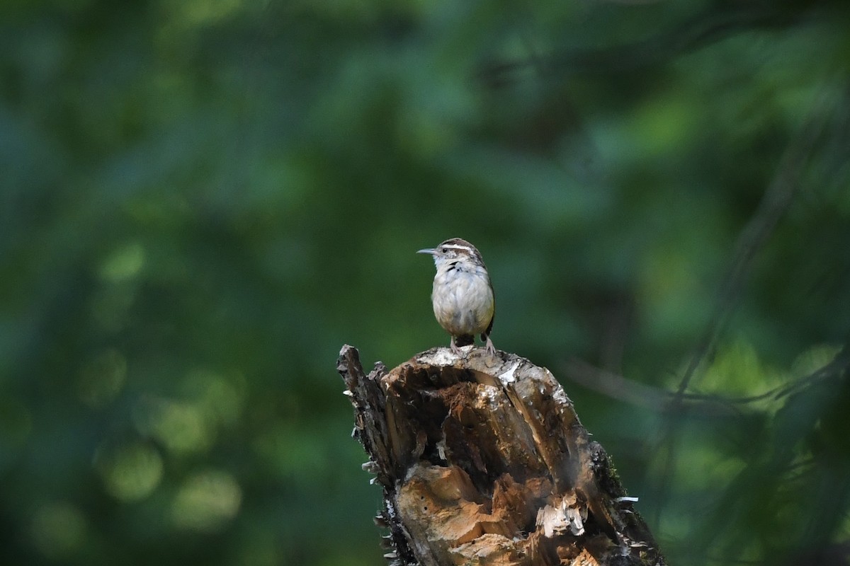 Carolina Wren - ML636263229