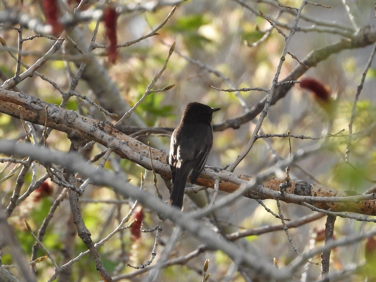 Black Phoebe - ML636263231