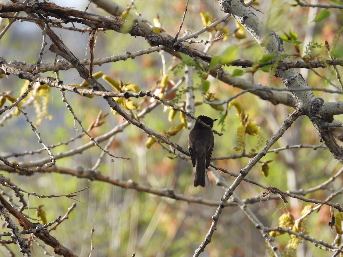Black Phoebe - ML636263237