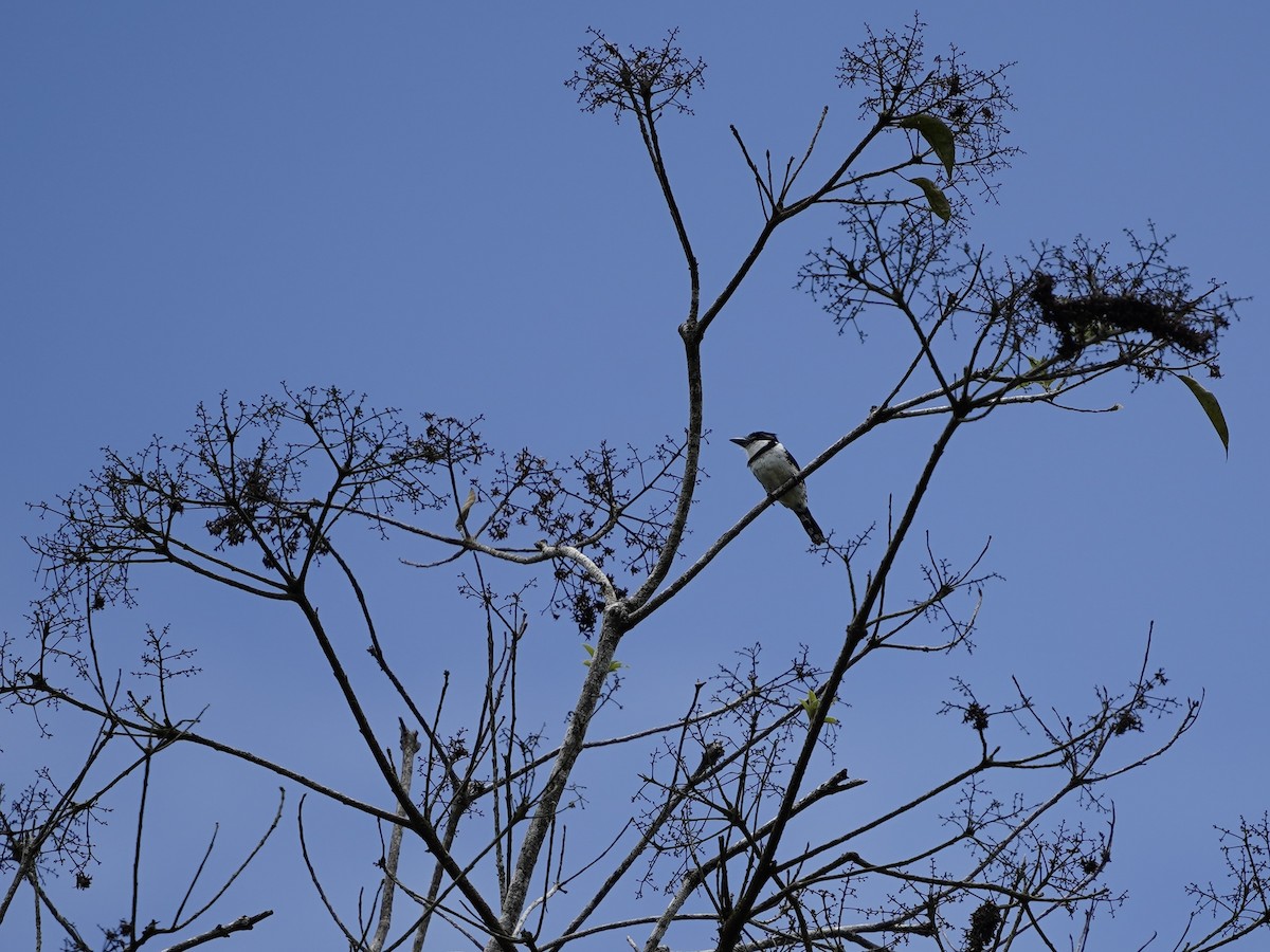 Pied Puffbird - ML636263250