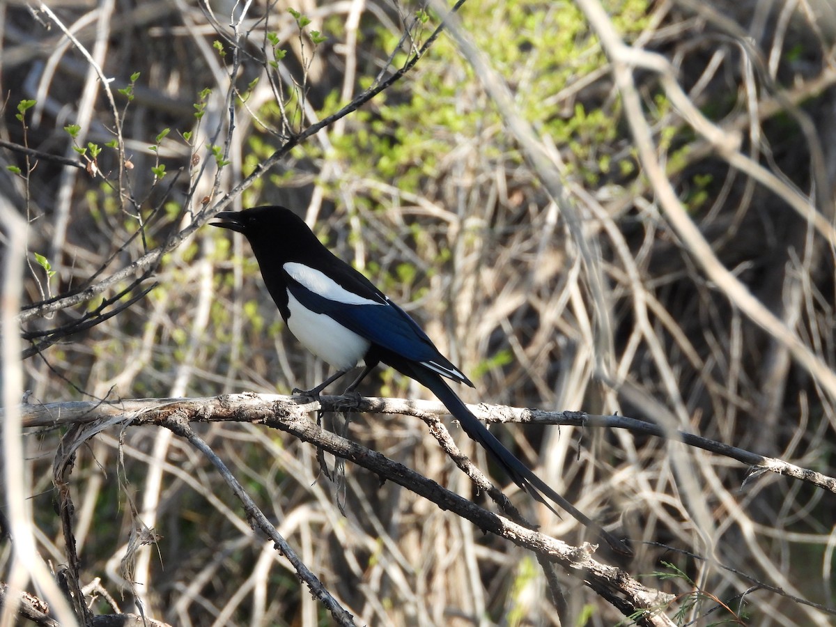 Black-billed Magpie - ML636263254
