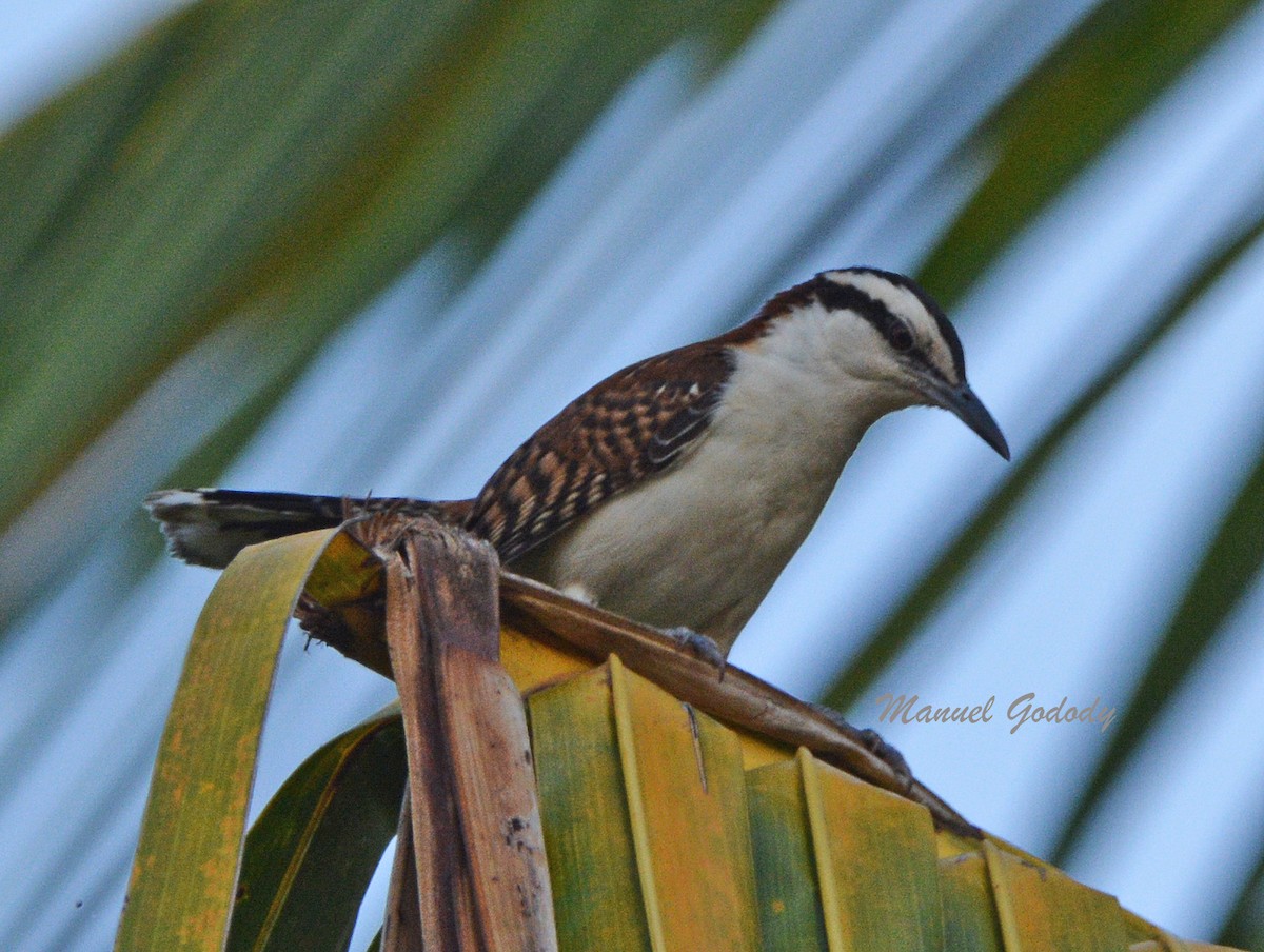 Rufous-backed Wren - ML636263270