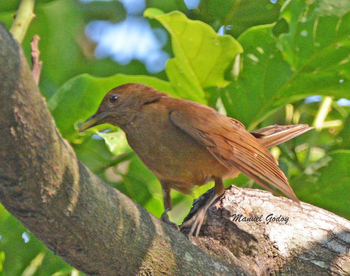 Turdus sp. - ML636263292