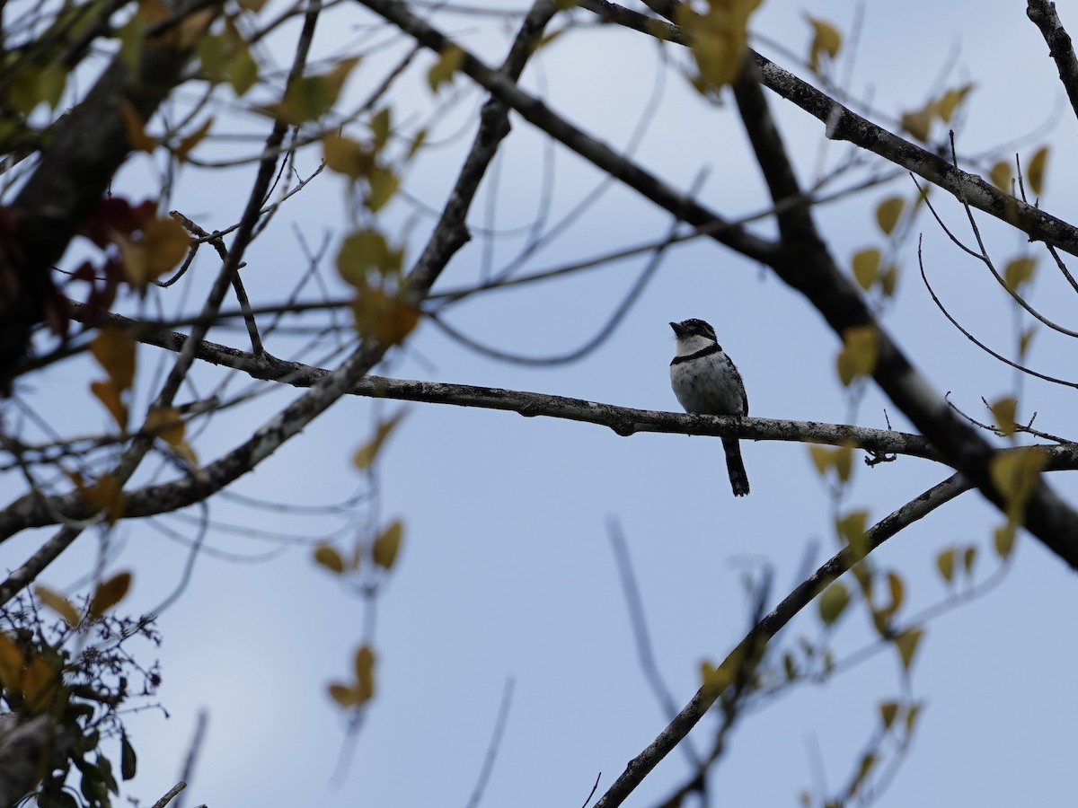 Pied Puffbird - ML636263308