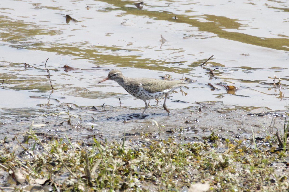 Spotted Sandpiper - ML636263328