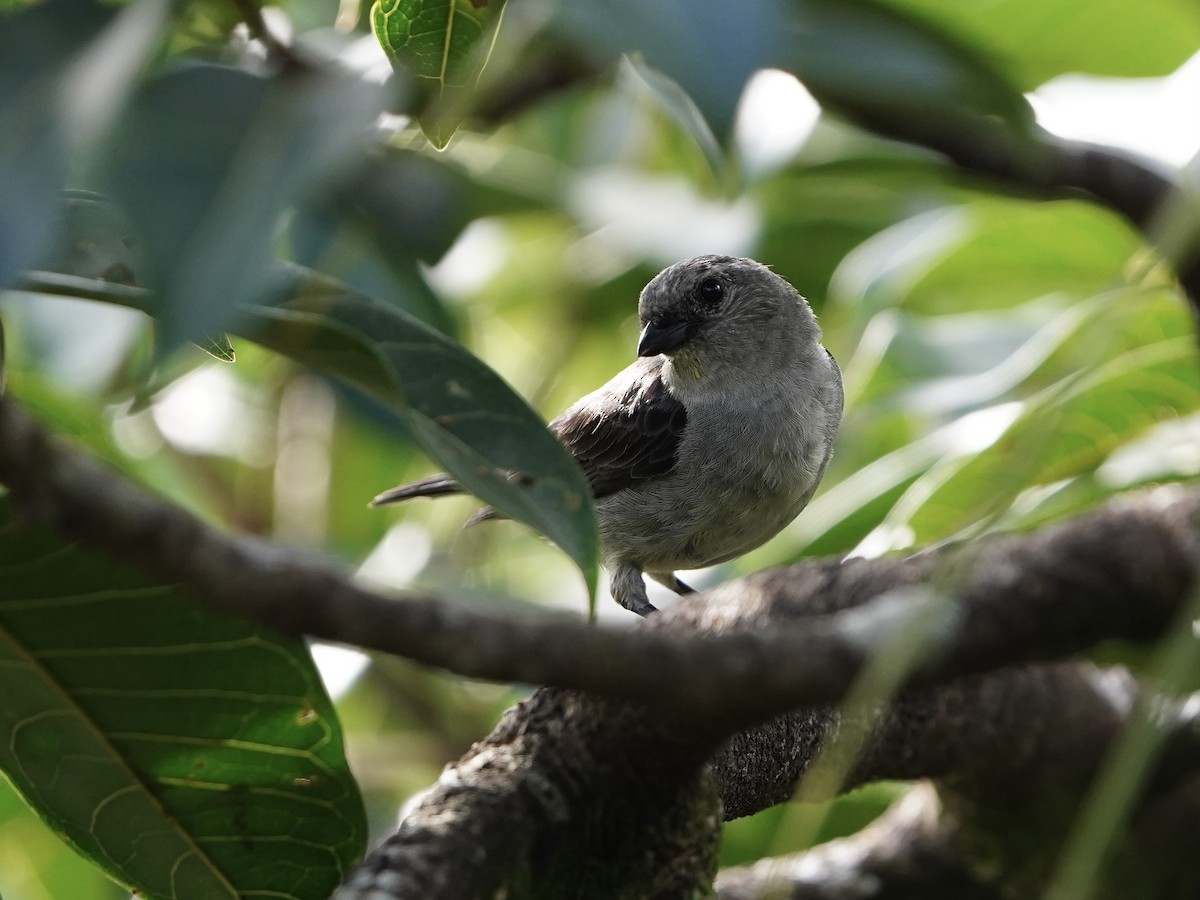 Plain-colored Tanager - ML636263347
