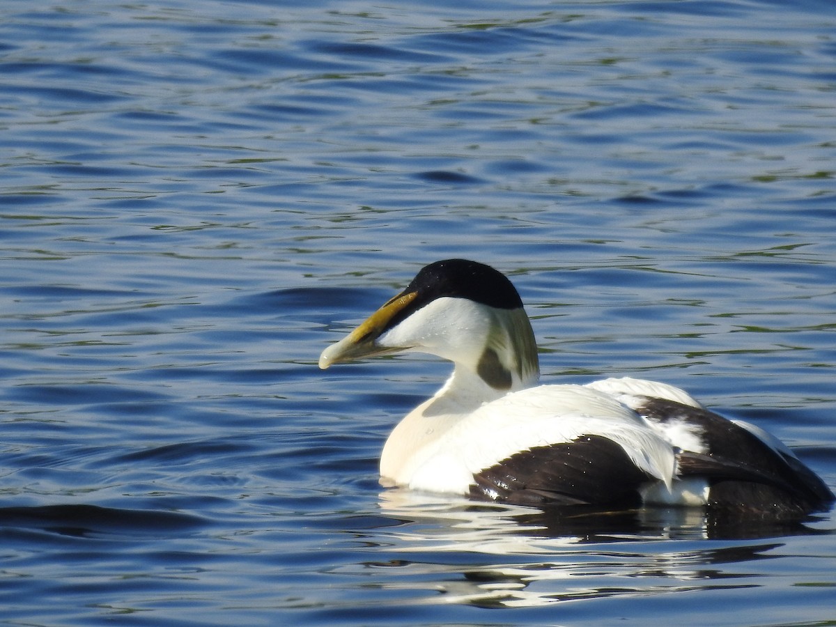 Common Eider - ML636263356