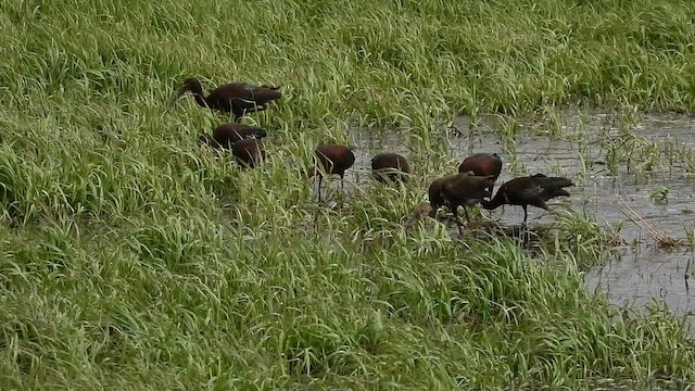 White-faced Ibis - ML636263366