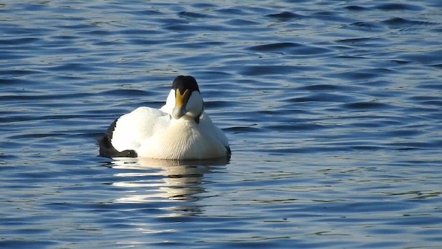 Common Eider - ML636263396
