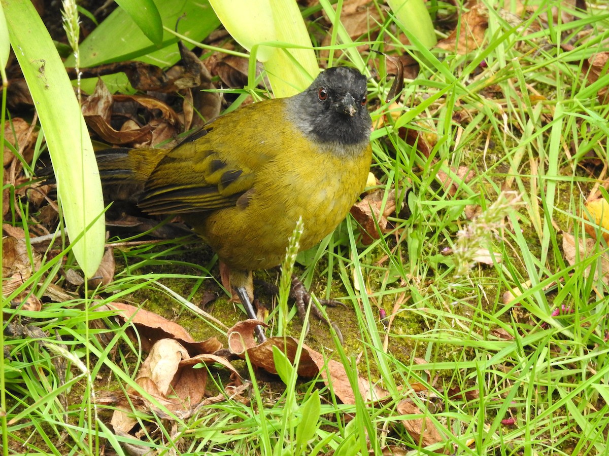 Large-footed Finch - ML636263534