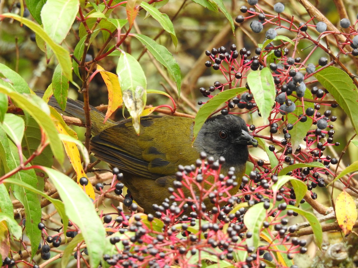 Large-footed Finch - ML636263543
