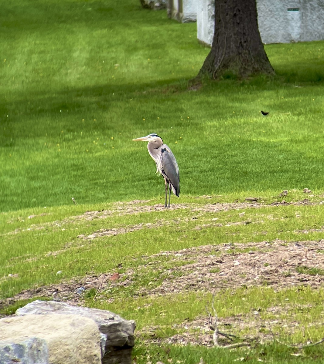 Great Blue Heron - ML636263553
