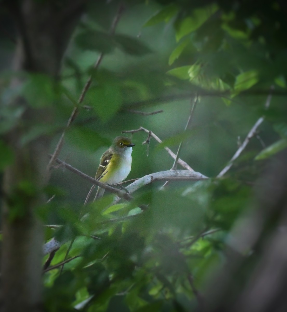 White-eyed Vireo - ML636263582